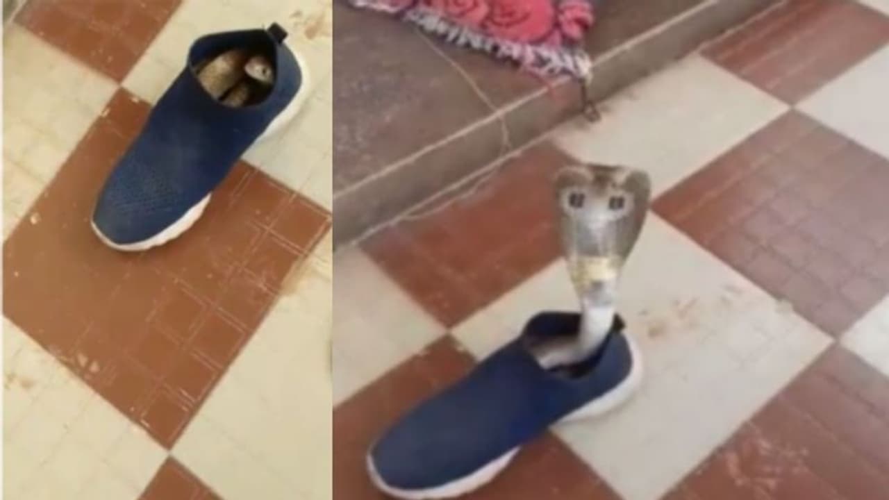 ഷൂ ധരിക്കാനെത്തിയപ്പോൾ ഉള്ളിൽ മൂർഖൻ പാമ്പ്; വൈറലായി വീഡിയോ ഷൂ ധരിക്കാനെത്തിയപ്പോൾ ഉള്ളിൽ മൂർഖൻ പാമ്പ്; വൈറലായി വീഡിയോ