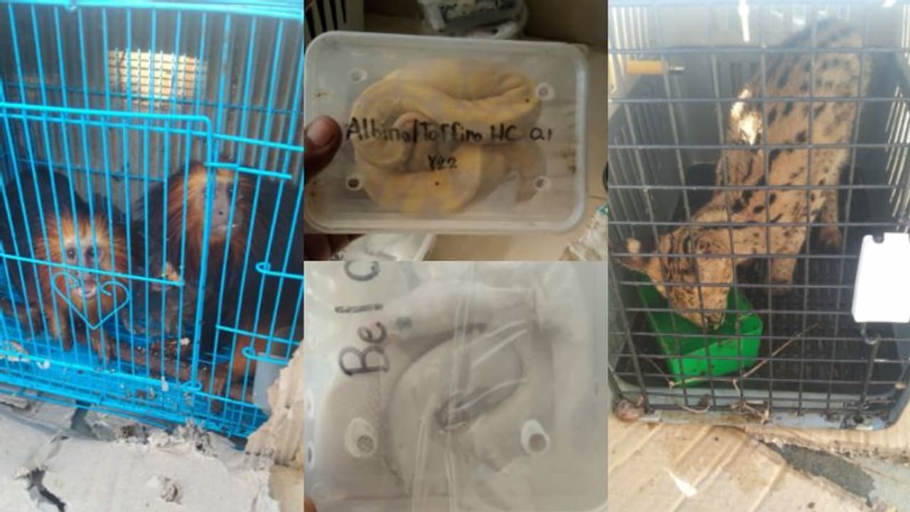 പെരുമ്പാമ്പുകള്, പല്ലികള്, കുരങ്ങുകള്, പൂച്ചകള്, ആമകള്; വമ്പന് വന്യജീവിക്കടത്ത്, രക്ഷിച്ചത് 140 ജീവികളെ പെരുമ്പാമ്പുകള്, പല്ലികള്, കുരങ്ങുകള്, പൂച്ചകള്, ആമകള്; വമ്പന് വന്യജീവിക്കടത്ത്, രക്ഷിച്ചത് 140 ജീവികളെ