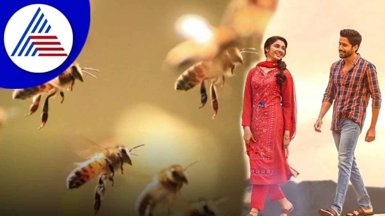 ತೆಲುಗು ನಟ ನಾಗಚೈತನ್ಯ ಸಿನಿಮಾ ಚಿತ್ರೀಕರಣ ವೇಳೆ ಜೇನುಹುಳು ಕಡಿತ, ಪ್ರಾಣಾಪಾಯದಿಂದ ಪಾರು ತೆಲುಗು ನಟ ನಾಗಚೈತನ್ಯ ಸಿನಿಮಾ ಚಿತ್ರೀಕರಣ ವೇಳೆ ಜೇನುಹುಳು ಕಡಿತ, ಪ್ರಾಣಾಪಾಯದಿಂದ ಪಾರು