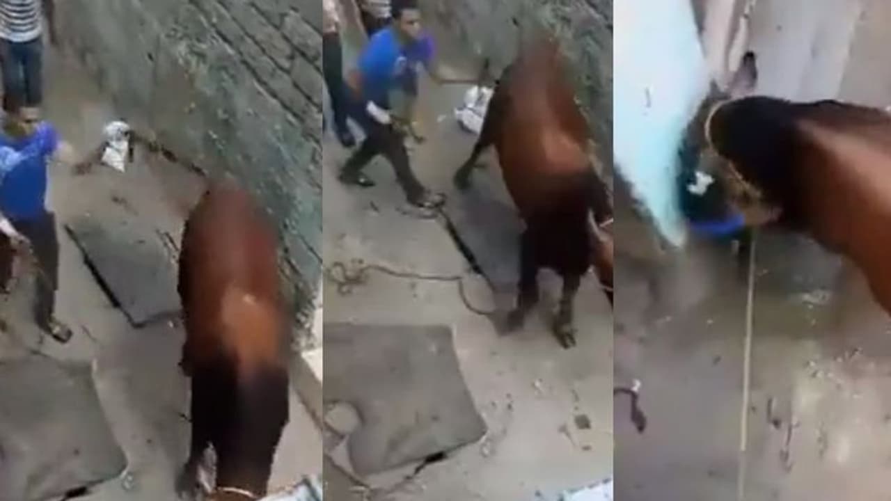 ಬಾಲ ತಿರುಚಿದವನಿಗೆ ಬಾಯಿಗೆ ಬರುವಂತೆ ಮಾಡಿದ ಹಸು: ವಿಡಿಯೋ ವೈರಲ್ 