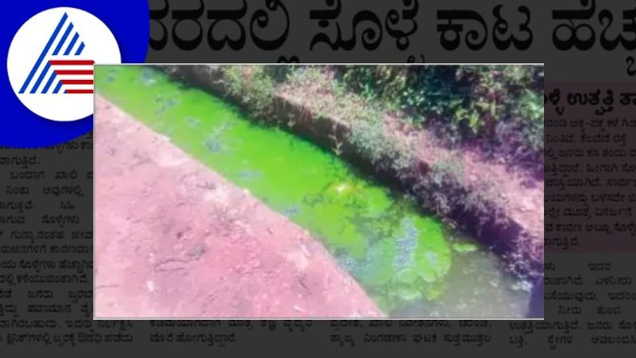 ಹೊನ್ನಾವರದಲ್ಲಿ ಸೊಳ್ಳೆಕಾಟ ಹೆಚ್ಚಳ; ಆತಂಕ ಹೊನ್ನಾವರದಲ್ಲಿ ಸೊಳ್ಳೆಕಾಟ ಹೆಚ್ಚಳ; ಆತಂಕ