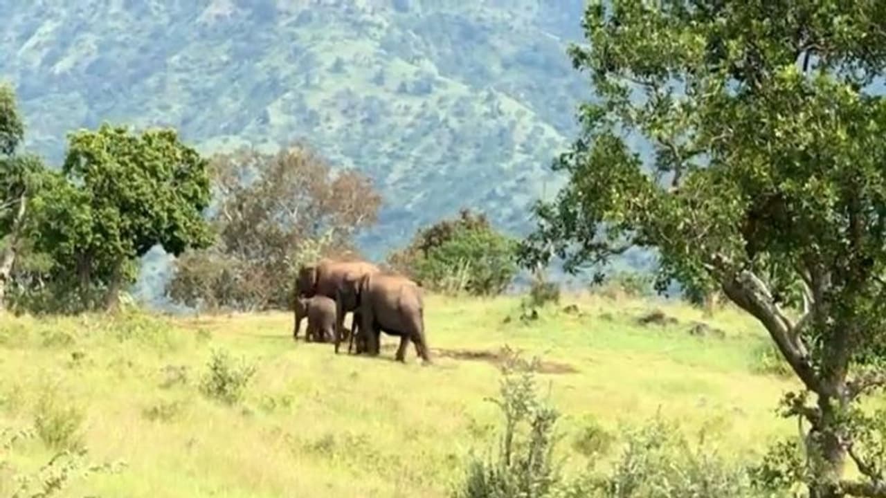 मानसून का स्वागत करने हाथियों का एक परिवार जंगल में खास दिशा में चल पड़ा, वीडियो देखिए.. अद्भुत है ये नजारा मानसून का स्वागत करने हाथियों का एक परिवार जंगल में खास दिशा में चल पड़ा, वीडियो देखिए.. अद्भुत है ये नजारा