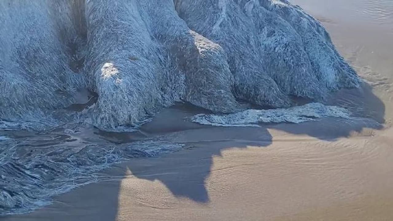 കണ്ടാൽ ഭീമാകരനായ ചെകുത്താനെ പോലെ, ദേഹം നിറയെ രോമം, തീരത്ത് അജ്ഞാതജീവിയുടെ ജഡം കണ്ടാൽ ഭീമാകരനായ ചെകുത്താനെ പോലെ, ദേഹം നിറയെ രോമം, തീരത്ത് അജ്ഞാതജീവിയുടെ ജഡം