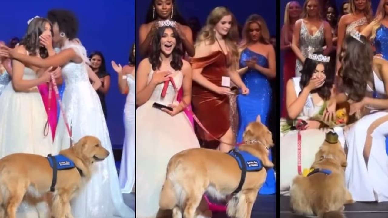 ಸುಂದರಿ ಜೊತೆ ಶ್ವಾನಕ್ಕೂ ಸಿಕ್ತು ಕಿರೀಟ : ಬ್ಯೂಟಿ ಜೊತೆ ಹೆಜ್ಜೆ ಹಾಕಿದ ಸರ್ವೀಸ್ ಡಾಗ್