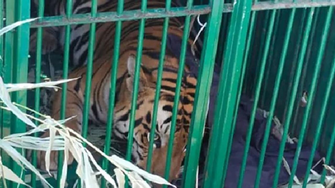 രണ്ടാഴ്ച ഒരു ക്യാംപസ് വിറപ്പിച്ചു; ഒടുവില് 'വിരുതൻ' പിടിയില് രണ്ടാഴ്ച ഒരു ക്യാംപസ് വിറപ്പിച്ചു; ഒടുവില് 'വിരുതൻ' പിടിയില്