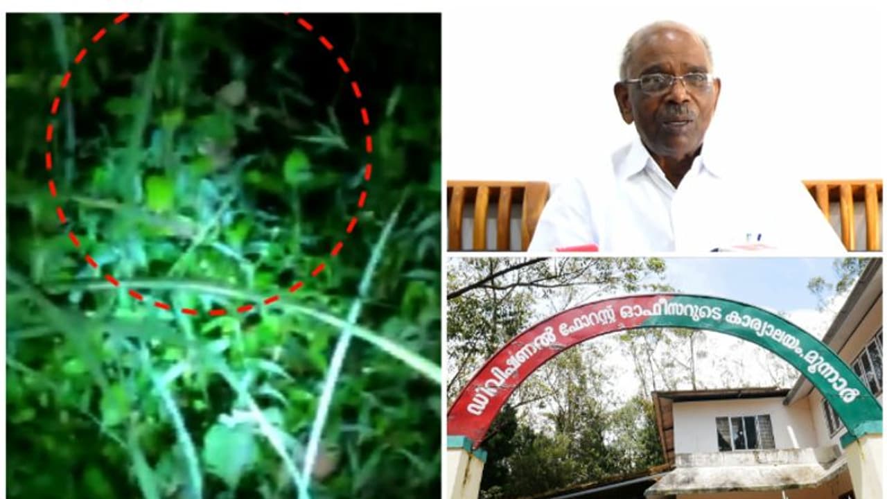 ചെങ്കുളത്ത് കണ്ട പുലിയെച്ചൊല്ലി വിവാദം, വനംവകുപ്പ് കൊണ്ടു വിട്ടതാണെന്ന് എംഎം മണി ചെങ്കുളത്ത് കണ്ട പുലിയെച്ചൊല്ലി വിവാദം, വനംവകുപ്പ് കൊണ്ടു വിട്ടതാണെന്ന് എംഎം മണി