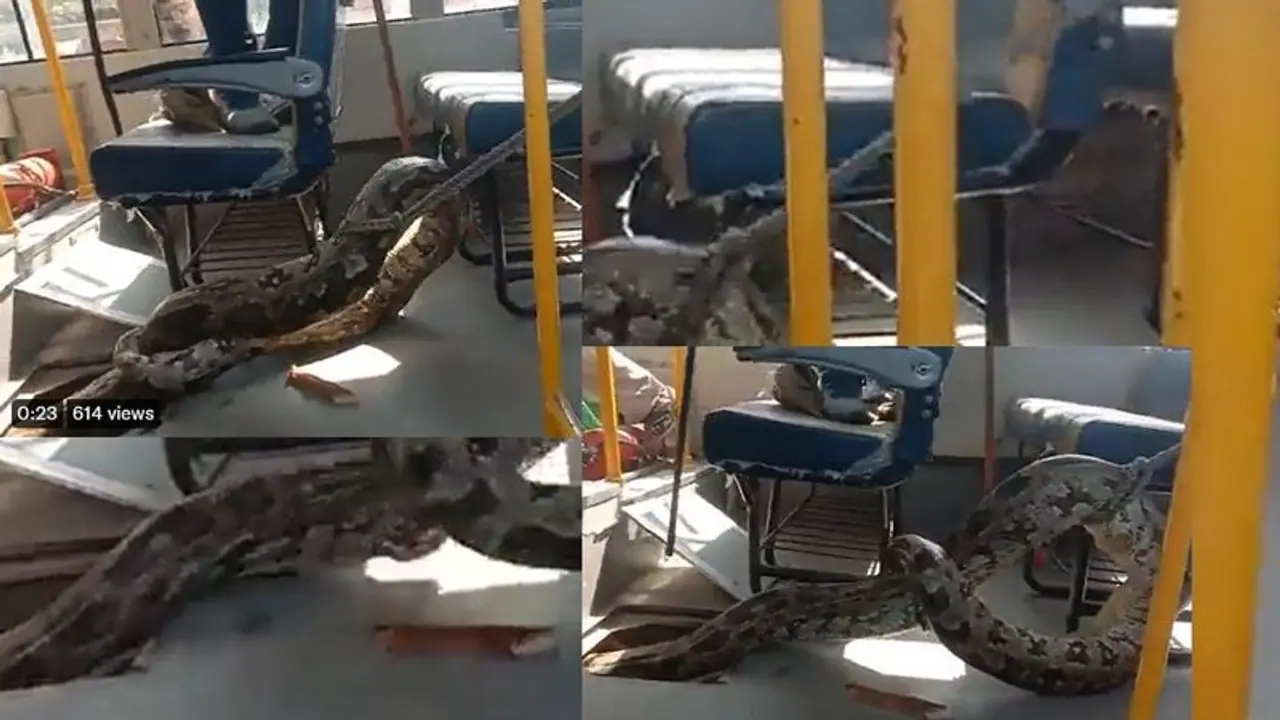 ಅಯ್ಯೋ ಹಾವು ಹಾವು... ಸ್ಕೂಲ್ ಬಸ್ ಕೆಳಗಿತ್ತು ಭಯಾನಕ ದೈತ್ಯ ಹೆಬ್ಬಾವು