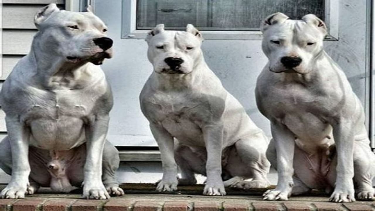 गाजियाबाद में पिटबुल समेत 3 अन्य प्रजाति के कुत्तों पर लगी रोक, 2 महीने के अंदर कराना होगा पंजीकरण गाजियाबाद में पिटबुल समेत 3 अन्य प्रजाति के कुत्तों पर लगी रोक, 2 महीने के अंदर कराना होगा पंजीकरण