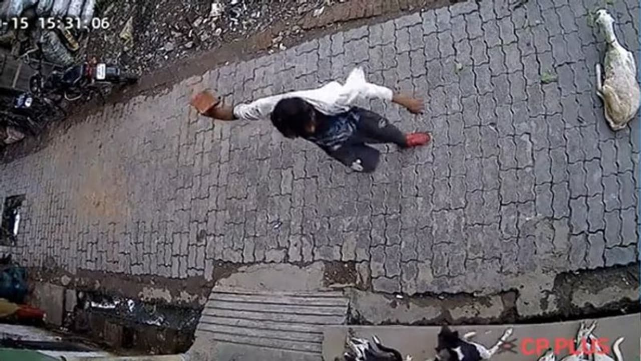 बार बार भौंक रहे कुत्ते को कानपुर के 'जैकी' ने सुलाई मौत की नींद, ईंट से ऐसा वार देख आप भी हो जाएंगे हैरान बार बार भौंक रहे कुत्ते को कानपुर के 'जैकी' ने सुलाई मौत की नींद, ईंट से ऐसा वार देख आप भी हो जाएंगे हैरान