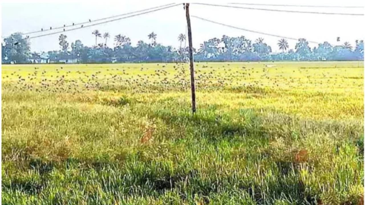 രണ്ടാം വിള വെള്ളത്തില്‍ മുങ്ങി, പുഞ്ചക്കൃഷി കിളി കൊണ്ടുപോയി; നെല്‍ക്കര്‍ഷകര്‍ ദുരിതത്തില്‍ 