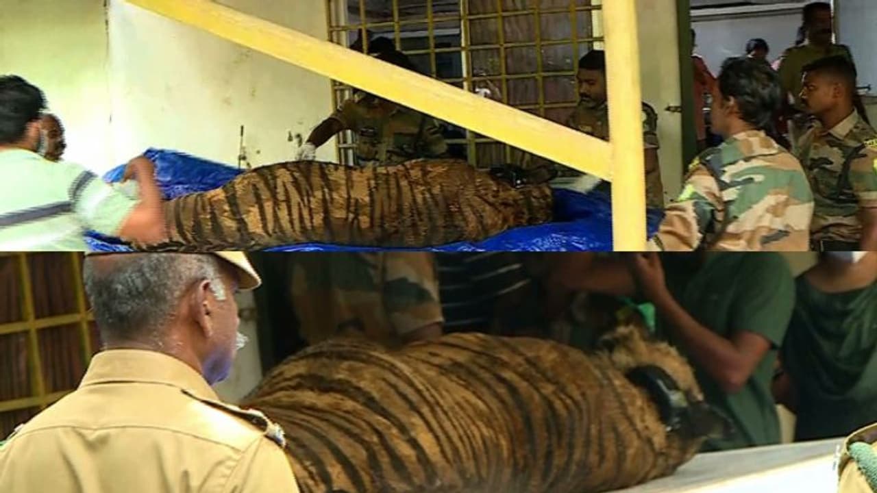 പെരിയാര്‍ കടുവ സങ്കേതത്തിലെ കടുവയുടേത് മുങ്ങിമരണം; വയറിനുള്ളില്‍ മുള്ളന്‍ പന്നിയുടെ അവശിഷ്ടം