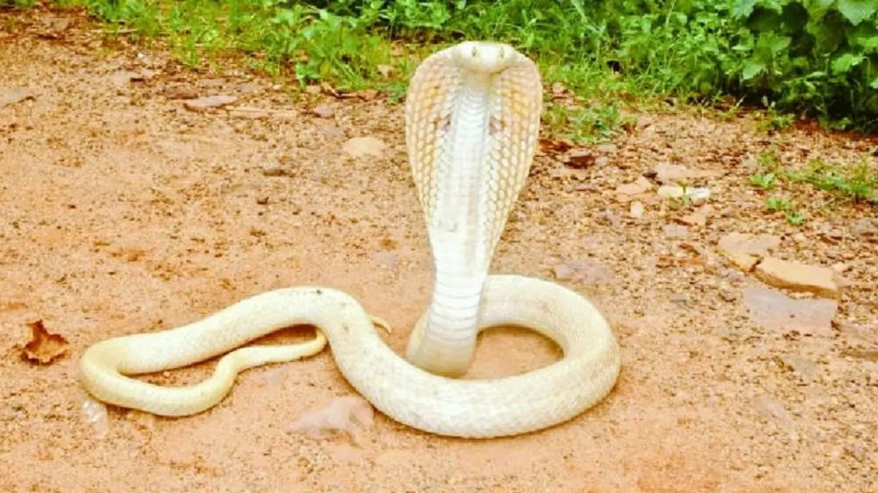 ಪುಣೆಯಲ್ಲಿ ಪತ್ತೆಯಾಯ್ತು ಅಪರೂಪದ ಬಿಳಿ ಹಾವು