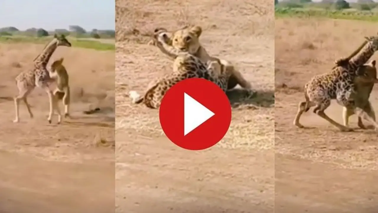 ಸಿಂಹದ ದಾಳಿಯಿಂದ ಮರಿಯನ್ನು ರಕ್ಷಿಸಿದ ಜಿರಾಫೆ : ವಿಡಿಯೋ ವೈರಲ್ 