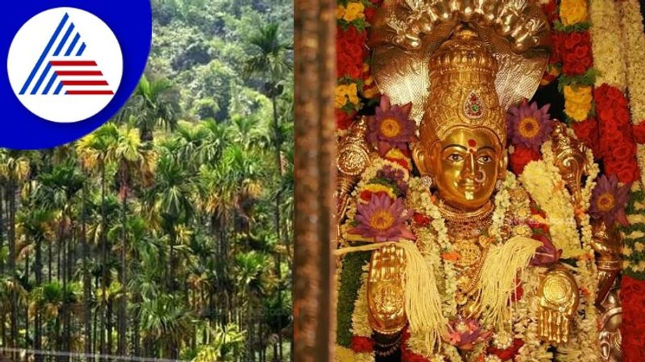 Chikkamagaluru: ಎಲೆಚುಕ್ಕಿ ರೋಗದ ನಿಯಂತ್ರಣಕ್ಕಾಗಿ ಹೊರನಾಡು ದೇವಿಯ ಮೊರೆ ಹೋದ ರೈತರು