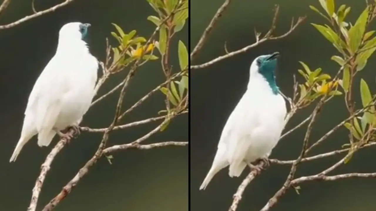 ಅಲೆಲೆ... ಈ ಪುಟ್ಟ ಹಕ್ಕಿ ಸ್ಮೋಕ್ ಮಾಡ್ತಿದ್ಯಾ... ವಿಡಿಯೋ ನೋಡಿ