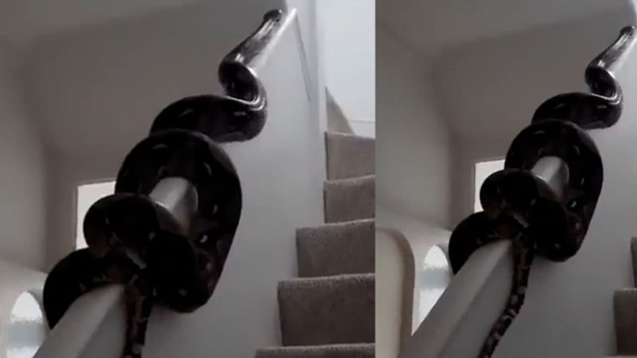 কিলবিল করে সিঁড়ি ছাড়াই ওপরে উঠছে অজগর, সুশান্ত নন্দার ভিডিও নিমেশেই ভাইরাল কিলবিল করে সিঁড়ি ছাড়াই ওপরে উঠছে অজগর, সুশান্ত নন্দার ভিডিও নিমেশেই ভাইরাল