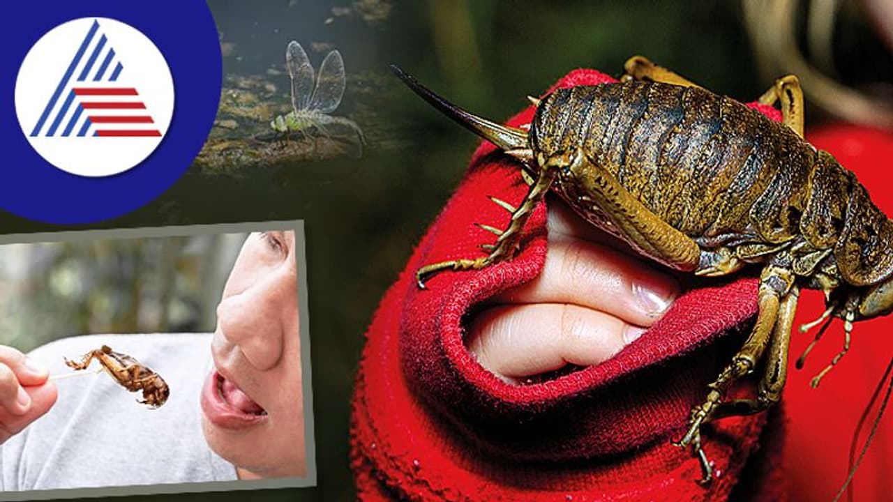 ಕೀಟಗಳ ಮೊಟ್ಟೆ ತಿನ್ತಾರೆ ಮೆಕ್ಸಿಕೋದ ಜನ, ಇದು ದೇವರ ಆಹಾರವಂತೆ ! ಕೀಟಗಳ ಮೊಟ್ಟೆ ತಿನ್ತಾರೆ ಮೆಕ್ಸಿಕೋದ ಜನ, ಇದು ದೇವರ ಆಹಾರವಂತೆ !