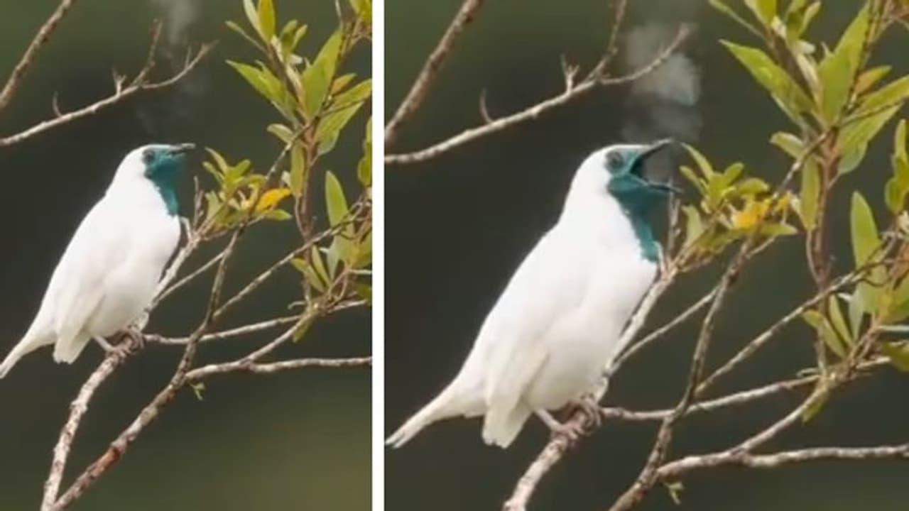 'പുകവലിക്കുന്ന പക്ഷി'?; ശരിക്കും പുക വരുന്നതാണോ എന്ന് സംശയിച്ച് വീഡിയോ കണ്ടവര്... 'പുകവലിക്കുന്ന പക്ഷി'?; ശരിക്കും പുക വരുന്നതാണോ എന്ന് സംശയിച്ച് വീഡിയോ കണ്ടവര്...