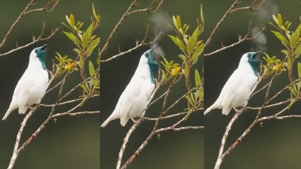 புகை கக்கும் அதிசய பறவை… வியப்பில் ஆழ்ந்த நெட்டிசன்கள்… வீடியோ வைரல்!! புகை கக்கும் அதிசய பறவை… வியப்பில் ஆழ்ந்த நெட்டிசன்கள்… வீடியோ வைரல்!!