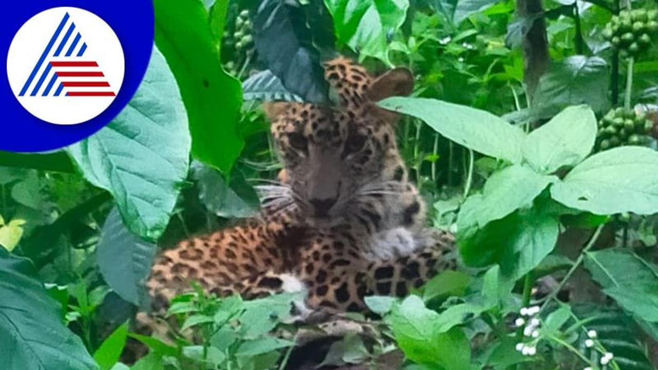 Mandya : ಚಿರತೆ ಸೆರೆಗೆ ಕಾರ್ಯಾಚರಣೆ ಚುರುಕು Mandya : ಚಿರತೆ ಸೆರೆಗೆ ಕಾರ್ಯಾಚರಣೆ ಚುರುಕು