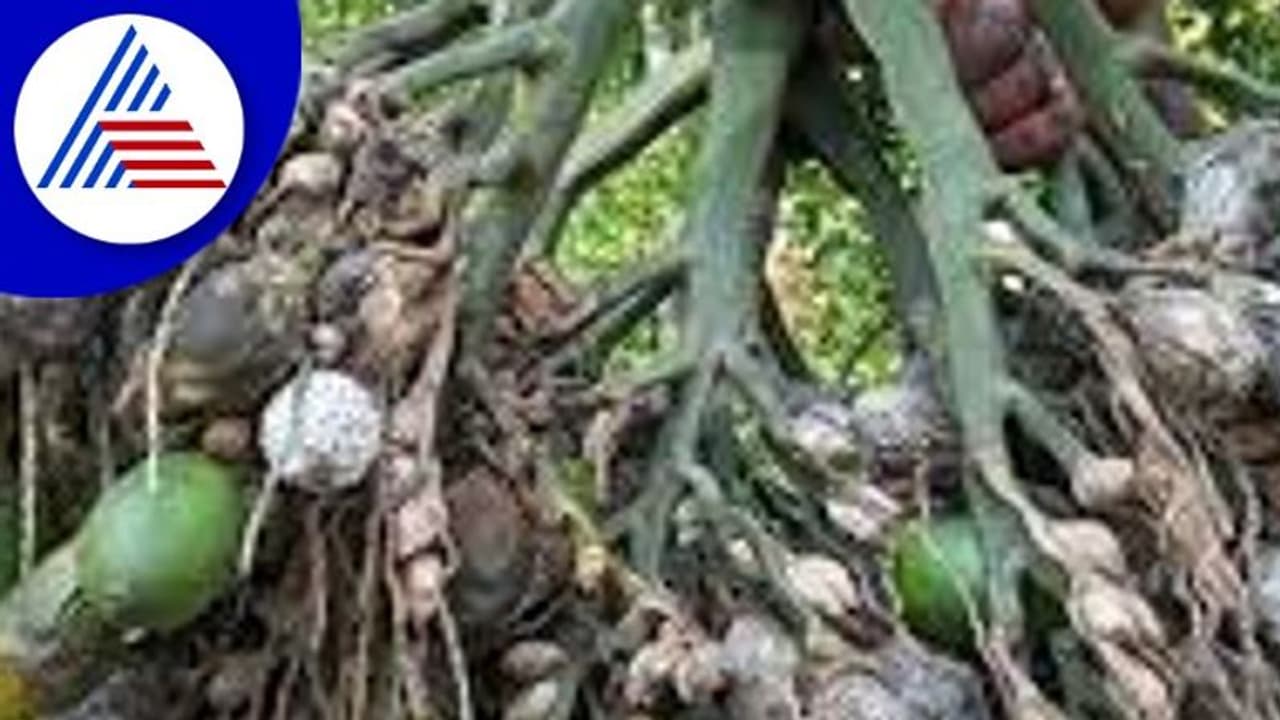 ಅಡಕೆಗಷ್ಟೇ ಅಲ್ಲ, ಸರ್ಕಾರಕ್ಕೂ ಕೊಳೆರೋಗ; ಸುಂದರೇಶ್ ಟೀಕೆ ಅಡಕೆಗಷ್ಟೇ ಅಲ್ಲ, ಸರ್ಕಾರಕ್ಕೂ ಕೊಳೆರೋಗ; ಸುಂದರೇಶ್ ಟೀಕೆ