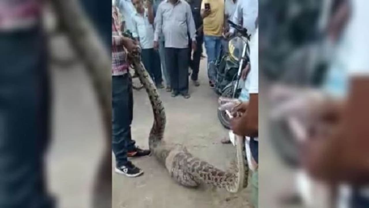 बकरी खाकर धूप में आराम फरमा रहा था 15 फीट लंबा अजगर, टांगकर उठा ले गई वन विभाग की टीम बकरी खाकर धूप में आराम फरमा रहा था 15 फीट लंबा अजगर, टांगकर उठा ले गई वन विभाग की टीम