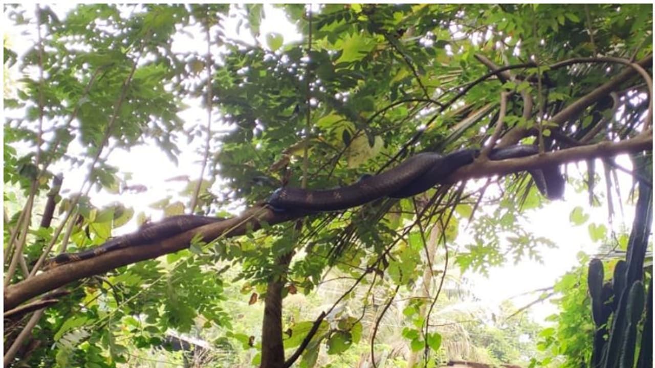 മൂന്നാം തവണയും വീട്ടുവളപ്പിൽ ഭീമൻ പെരുമ്പാമ്പ്, വീട്ടുകാർ ഭയപ്പാടിൽ; രക്ഷക്കെത്തി വനം വകുപ്പ്, ഒടുവിൽ!