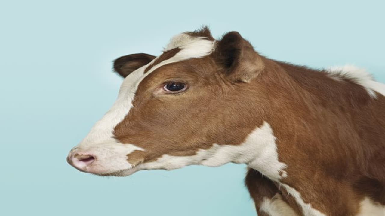 കാലിത്തീറ്റ ഭക്ഷ്യവിഷബാധ: കോട്ടയത്ത് ഒരു പശു കൂടി ചത്തു കാലിത്തീറ്റ ഭക്ഷ്യവിഷബാധ: കോട്ടയത്ത് ഒരു പശു കൂടി ചത്തു