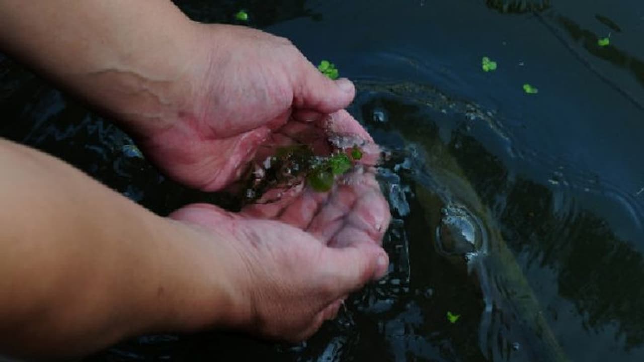 പ്രളയത്തിന് പിന്നാലെ അസാധാരണമായ അണുബാധ വ്യാപകം; അഞ്ചിലൊരാള്‍ക്ക് മരണം...