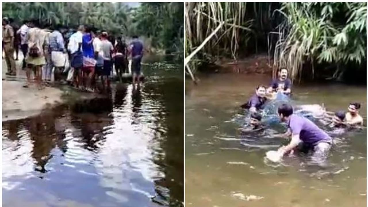 മലവെള്ളപ്പാച്ചിലിൽ വെള്ളിയാറിൽ ജീവൻകൊതിച്ച് കേഴമാൻ, രക്ഷകരായി ദ്രുത കർമ്മ സംഘം