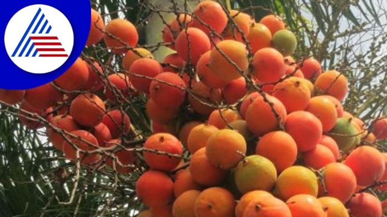 Arecanut Disease: ತೋಟಗಳಲ್ಲಿ ಅಡಕೆ ಅಕಾಲಿಕ ಹಣ್ಣಾಗುವ ರೋಗ ಪತ್ತೆ!