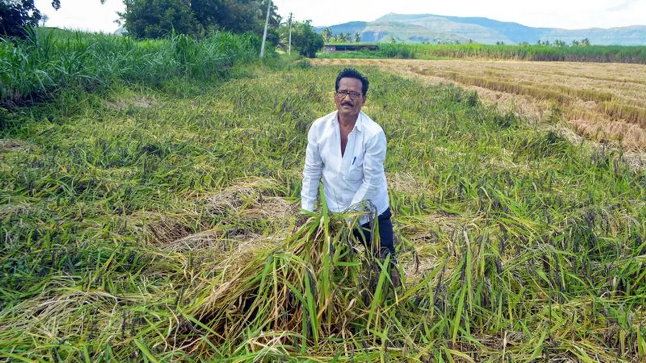  ಅನ್ನದಾತರ ನಿದ್ದೆಗೆಡಿಸಿದ ಕಣ್ಣಾ ಮುಚ್ಚಾಲೆಯ ಮಳೆ