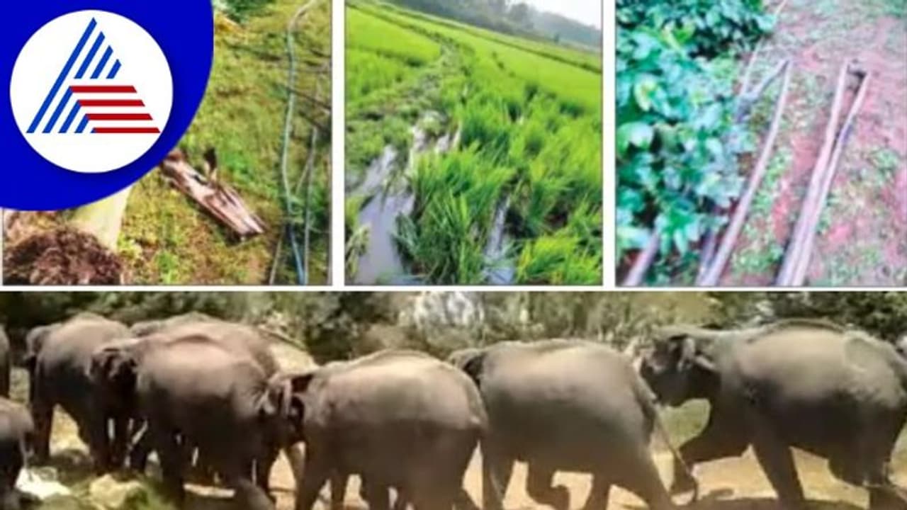 ಅಪ್ಪಶೆಟ್ಟಳ್ಳಿ ಗ್ರಾಮದಲ್ಲಿ ಮಿತಿ ಮೀರಿದ ಕಾಡಾನೆ ಹಾವಳಿ: ಅಪಾರ ಬೆಳೆ ಹಾನಿ ಅಪ್ಪಶೆಟ್ಟಳ್ಳಿ ಗ್ರಾಮದಲ್ಲಿ ಮಿತಿ ಮೀರಿದ ಕಾಡಾನೆ ಹಾವಳಿ: ಅಪಾರ ಬೆಳೆ ಹಾನಿ