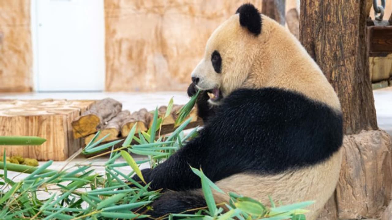 ലോകകപ്പിന് മുന്നോടിയായി ഖത്തറിന് ചൈനയുടെ സമ്മാനം; രണ്ട് ഭീമന്‍ പാണ്ടകള്‍ ദോഹയിലെത്തി