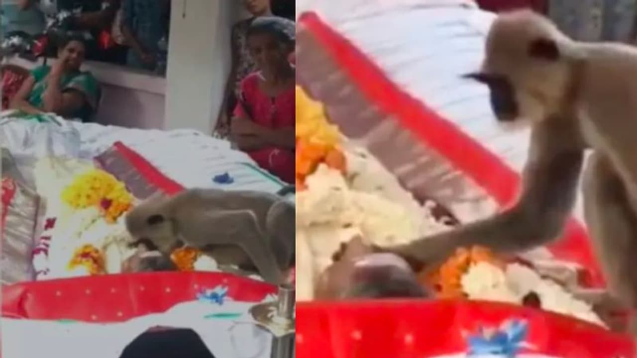 ഭക്ഷണം നല്‍കിയിരുന്നയാള്‍ മരിച്ചു, വിളിച്ചുണര്‍ത്താന്‍ ശ്രമിച്ച് കുരങ്ങന്‍; വീഡിയോ
