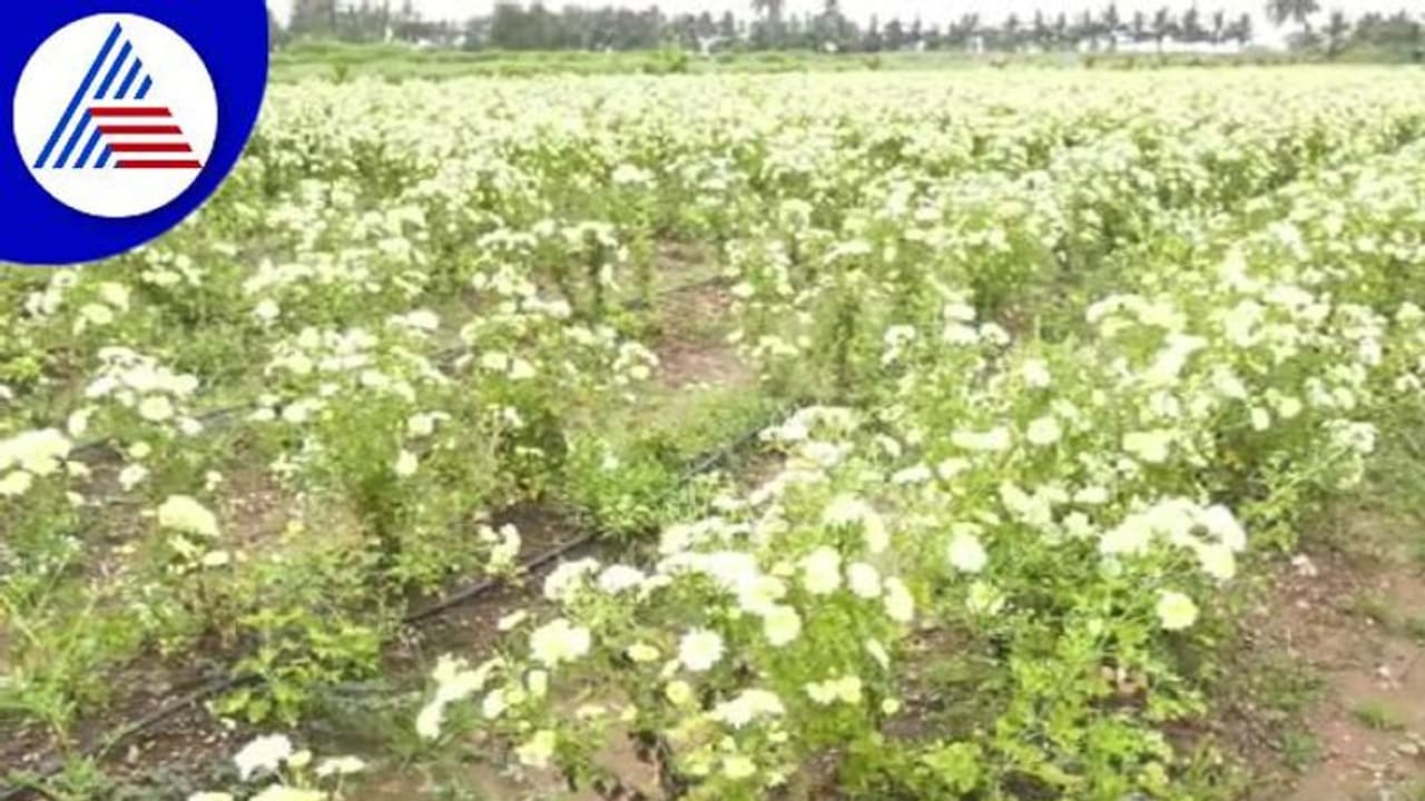 ದೀಪಾವಳಿ ಹಬ್ಬದ ಹೊಸ್ತಿನಲ್ಲಿ ರೈತರಿಗೆ ಆಘಾತ: ಬೆಳಕಿನ ಹಬ್ಬಕ್ಕೆ 'ಗಗನ ಕುಸುಮ'ವಾದ ಸೇವಂತಿಗೆ..!