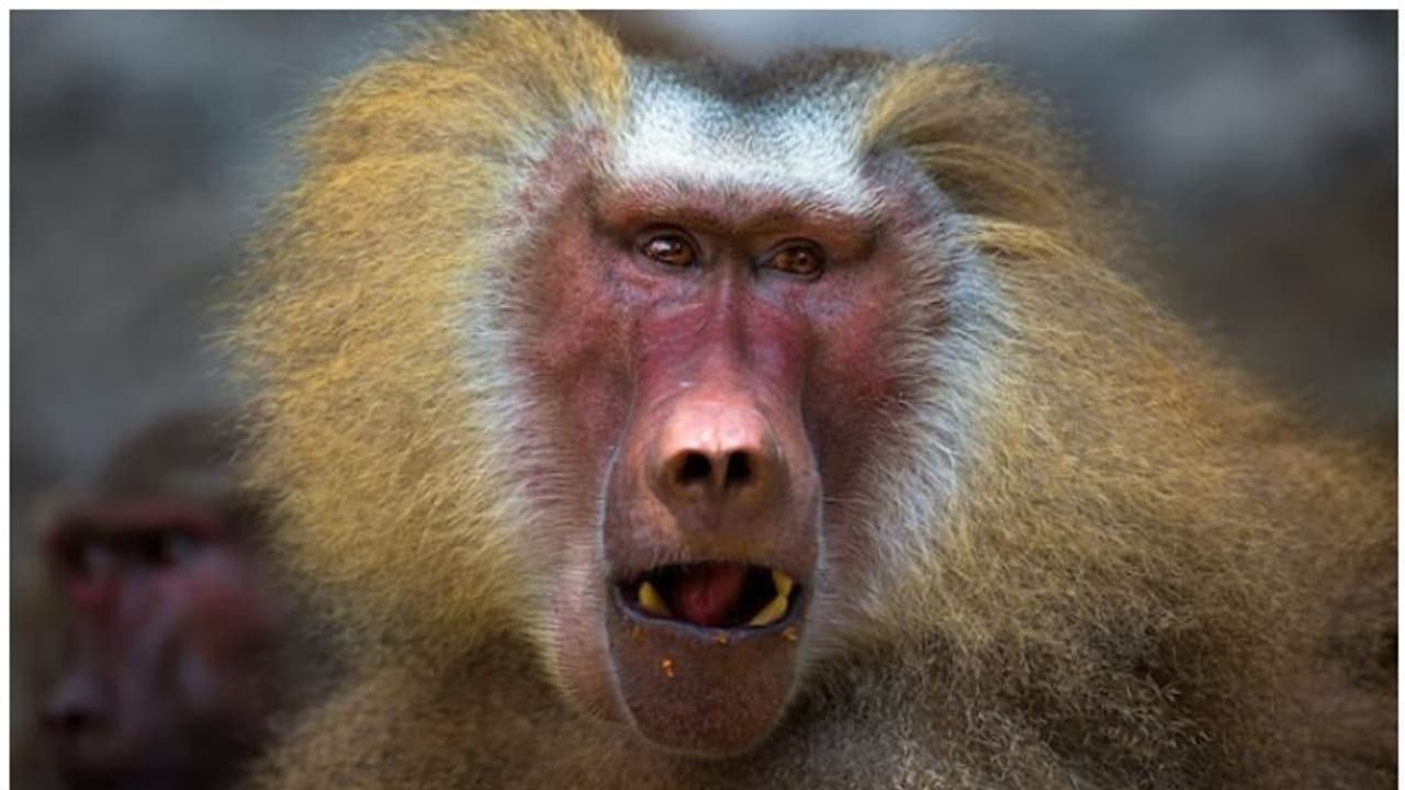 കുരങ്ങുകളുടെ ആക്രമണത്തില്‍ പ്രവാസിക്ക് പരിക്ക്