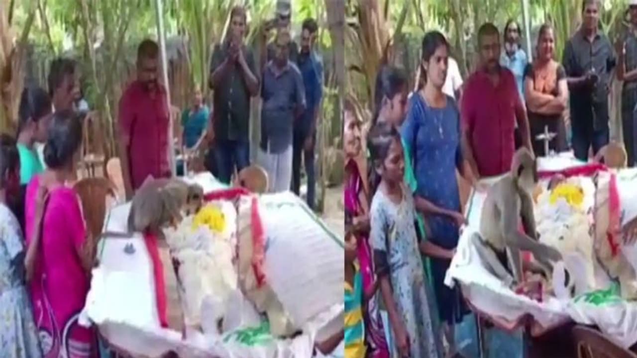 नहीं देखी होगी बंदर और इंसान की ऐसी यारी, शख्स की हुई मौत तो इस तरह गम जताता नजर आया बंदर नहीं देखी होगी बंदर और इंसान की ऐसी यारी, शख्स की हुई मौत तो इस तरह गम जताता नजर आया बंदर