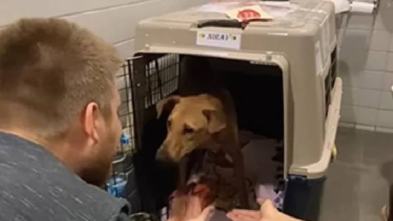 ഇന്ത്യയിൽ നിന്നും കാനഡയിലെത്തിയ നാടൻ നായ; പുതിയ വീട്ടുകാർക്കൊപ്പമുള്ള വീഡിയോ വൈറൽ ഇന്ത്യയിൽ നിന്നും കാനഡയിലെത്തിയ നാടൻ നായ; പുതിയ വീട്ടുകാർക്കൊപ്പമുള്ള വീഡിയോ വൈറൽ