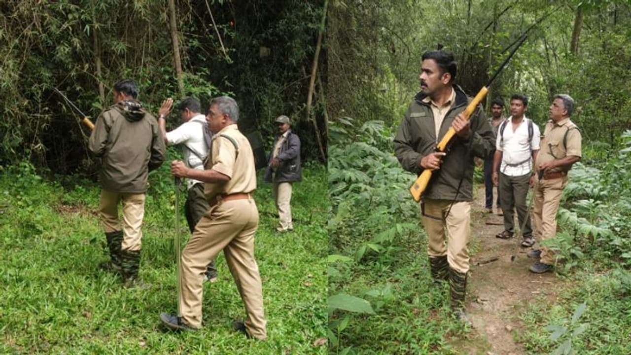 ചീരാല്‍ വയനാട്ടിലെ പുതിയ 'കുറുക്കന്‍മൂല'; കടുവ വകവരുത്തിയത് ഏഴ് കന്നുകാലികളെ, രണ്ടെണ്ണം ചികിത്സയില്‍