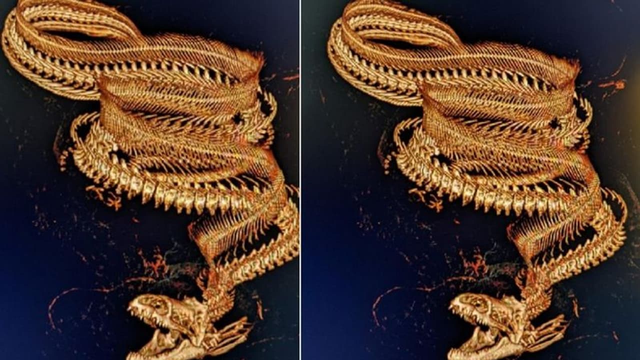 ಇದು ಚಿನ್ನದ ನೆಕ್ಲೇಸ್ ಅಲ್ಲ: ಸಮುದ್ರ ಚಿರತೆಯ ಸಿಟಿಸ್ಕ್ಯಾನ್ ಫೋಟೋ