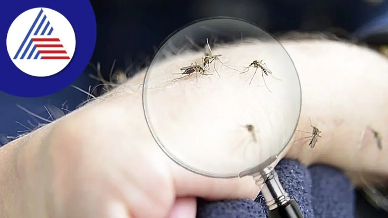 ಸೊಳ್ಳೆ ನಿಮಗೆ ಮಾತ್ರ ಕಚ್ಚುತ್ತಾ? ಪಕ್ಕದಲ್ಲಿ ಕೂತವರ ಹತ್ತಿರವೂ ಸುಳಿಯೋಲ್ವಾ?