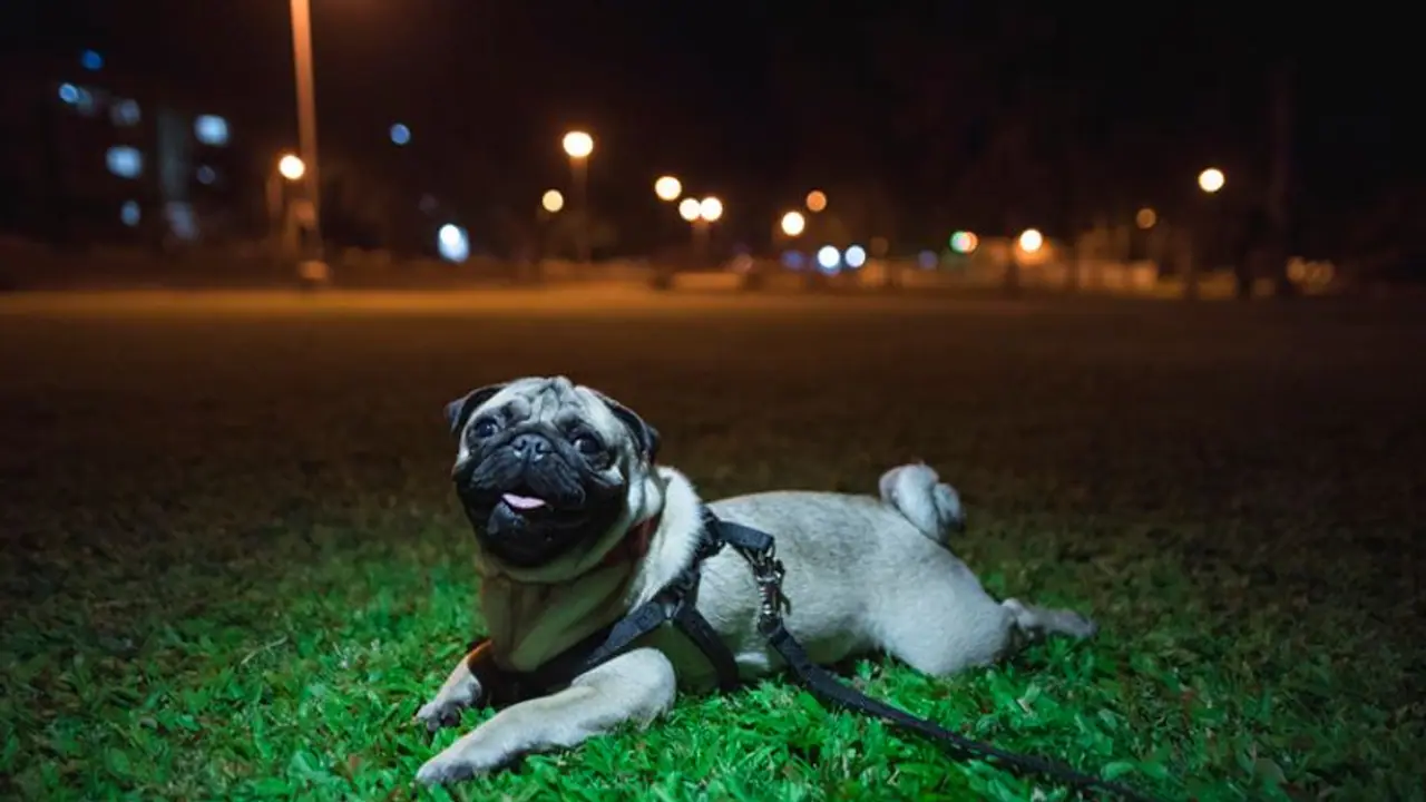 Noida Authority to impose Rs 10,000 fine to pet owners in case of mishap; Details here Noida Authority to impose Rs 10,000 fine to pet owners in case of mishap; Details here