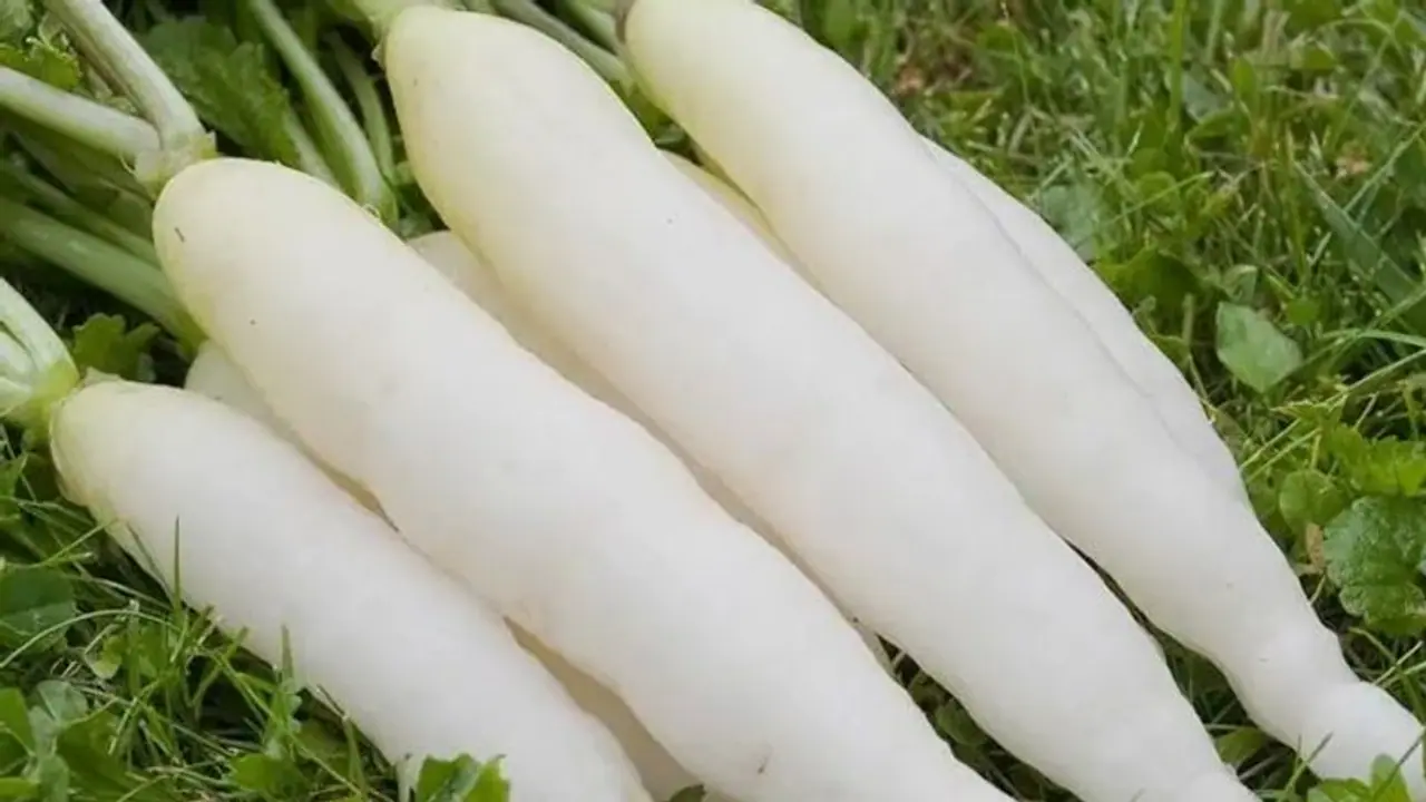 മുള്ളങ്കി കഴിച്ചോളൂ നല്ലതാണ്; ഇതിന്റെ നാല് പ്രധാനഗുണങ്ങള് കൂടി അറിയൂ... മുള്ളങ്കി കഴിച്ചോളൂ നല്ലതാണ്; ഇതിന്റെ നാല് പ്രധാനഗുണങ്ങള് കൂടി അറിയൂ...