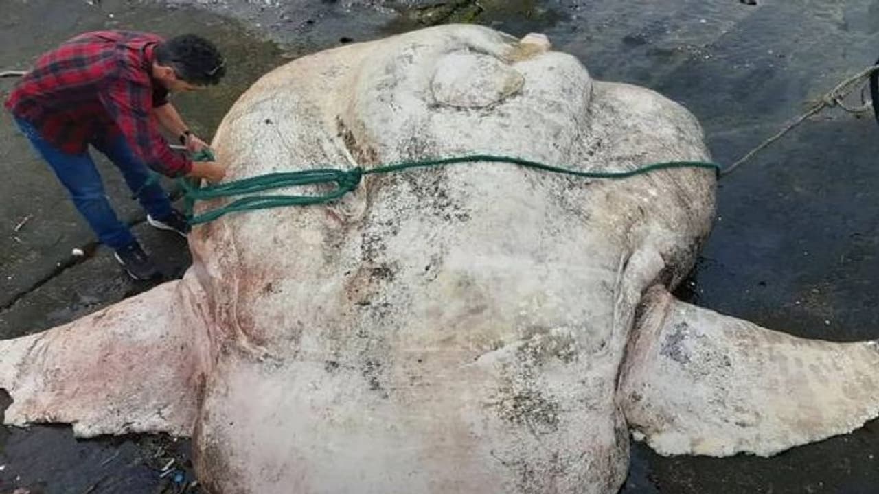 ലോകത്തിലെ ഏറ്റവും ഭാരമുള്ള മത്സ്യം? വൈറലായി വീഡിയോ