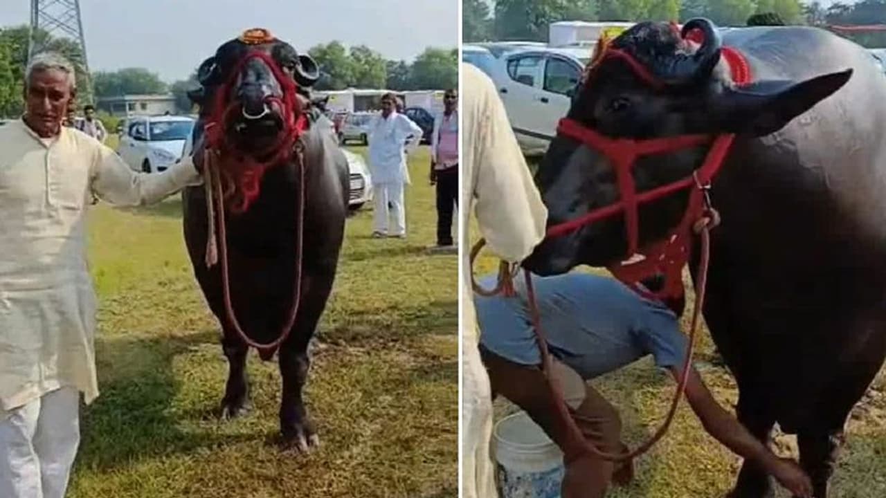 ಕೋಣನಾ ಅಂತ ಅಸಡ್ಡೆ ಬೇಡ... 10 ಕೋಟಿಯ ಮಾಲು ಈ ಹೆಮ್ಮೆಯ ಗೋಲು