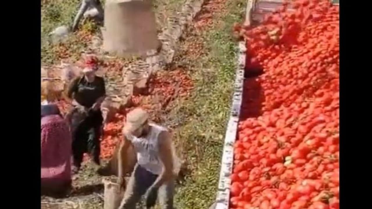 ट्रक पर टमाटर अपलोड करने की नई ट्रिक वायरल, पहली बार देखिए अर्नाल्ड की ताकत.. दिमाग आइंस्टीन का 