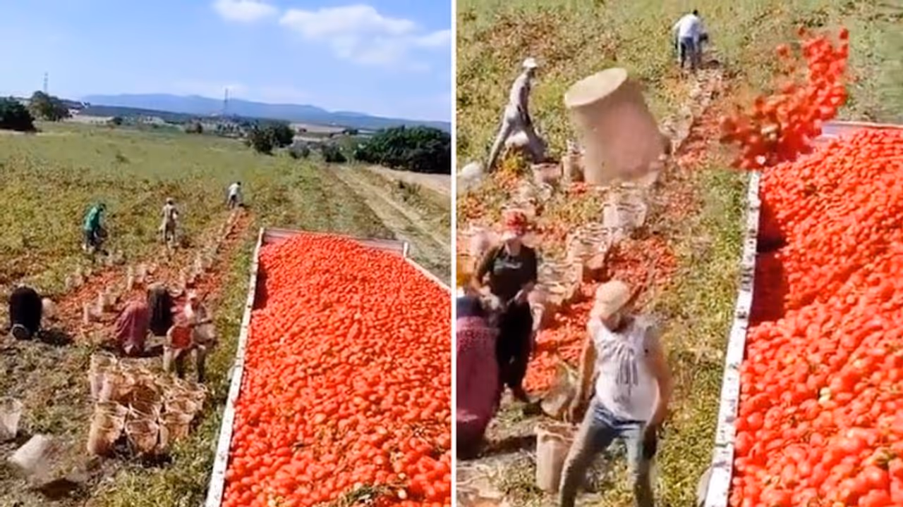 Watch: Man's unique way of loading tomatoes to the truck stuns internet