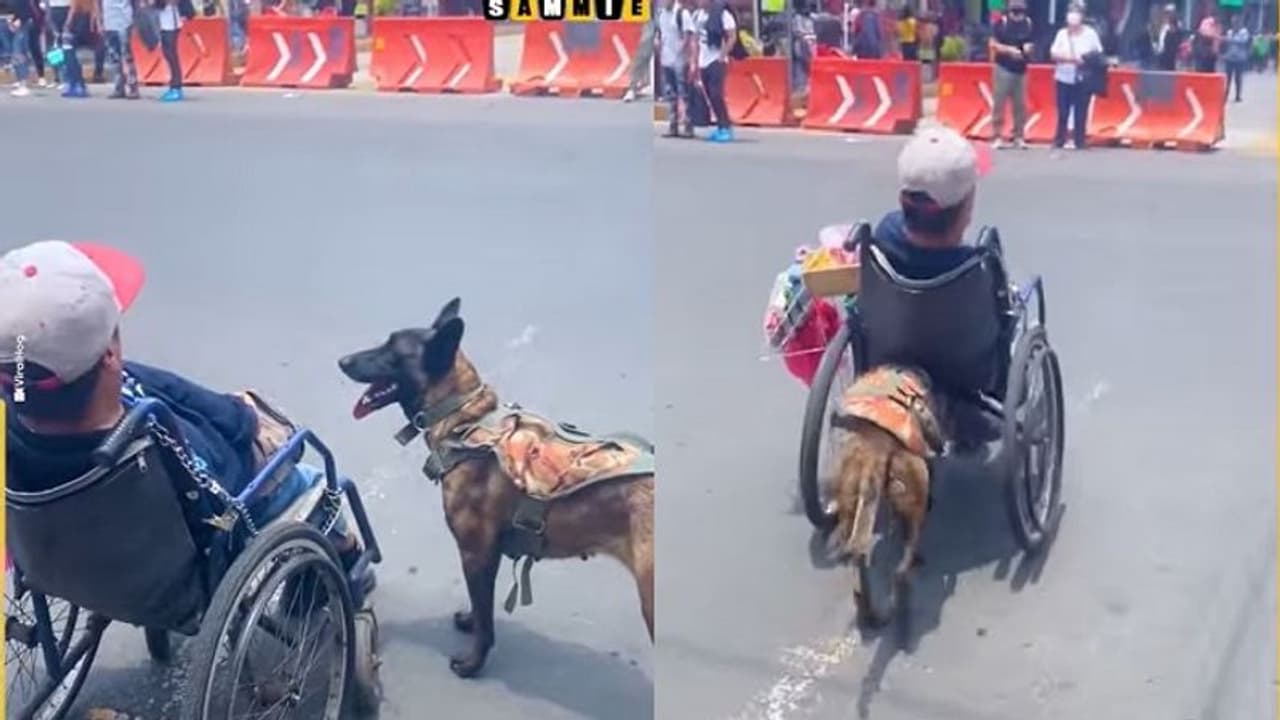 ವಿಶೇಷ ಚೇತನ ವ್ಯಕ್ತಿಗೆ ನಾಯಿಯ ಆಸರೆ, ವ್ಹೀಲ್ಚೇರ್ ತಳ್ಳುತ್ತಾ ಮಾಲೀಕನ ಆರೈಕೆಗೆ ಜನರು ಫಿದಾ! ವಿಶೇಷ ಚೇತನ ವ್ಯಕ್ತಿಗೆ ನಾಯಿಯ ಆಸರೆ, ವ್ಹೀಲ್ಚೇರ್ ತಳ್ಳುತ್ತಾ ಮಾಲೀಕನ ಆರೈಕೆಗೆ ಜನರು ಫಿದಾ!