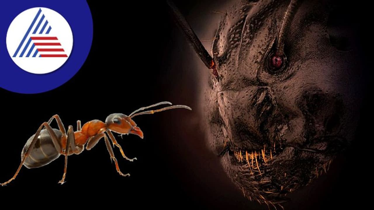 ಇದು ಹಾರರ್‌ ಚಿತ್ರವಲ್ಲ.. ಇರುವೆಯ ಮುಖದ ಕ್ಲೋಸ್‌ ಅಪ್‌ ಕ್ಲಿಕ್‌!